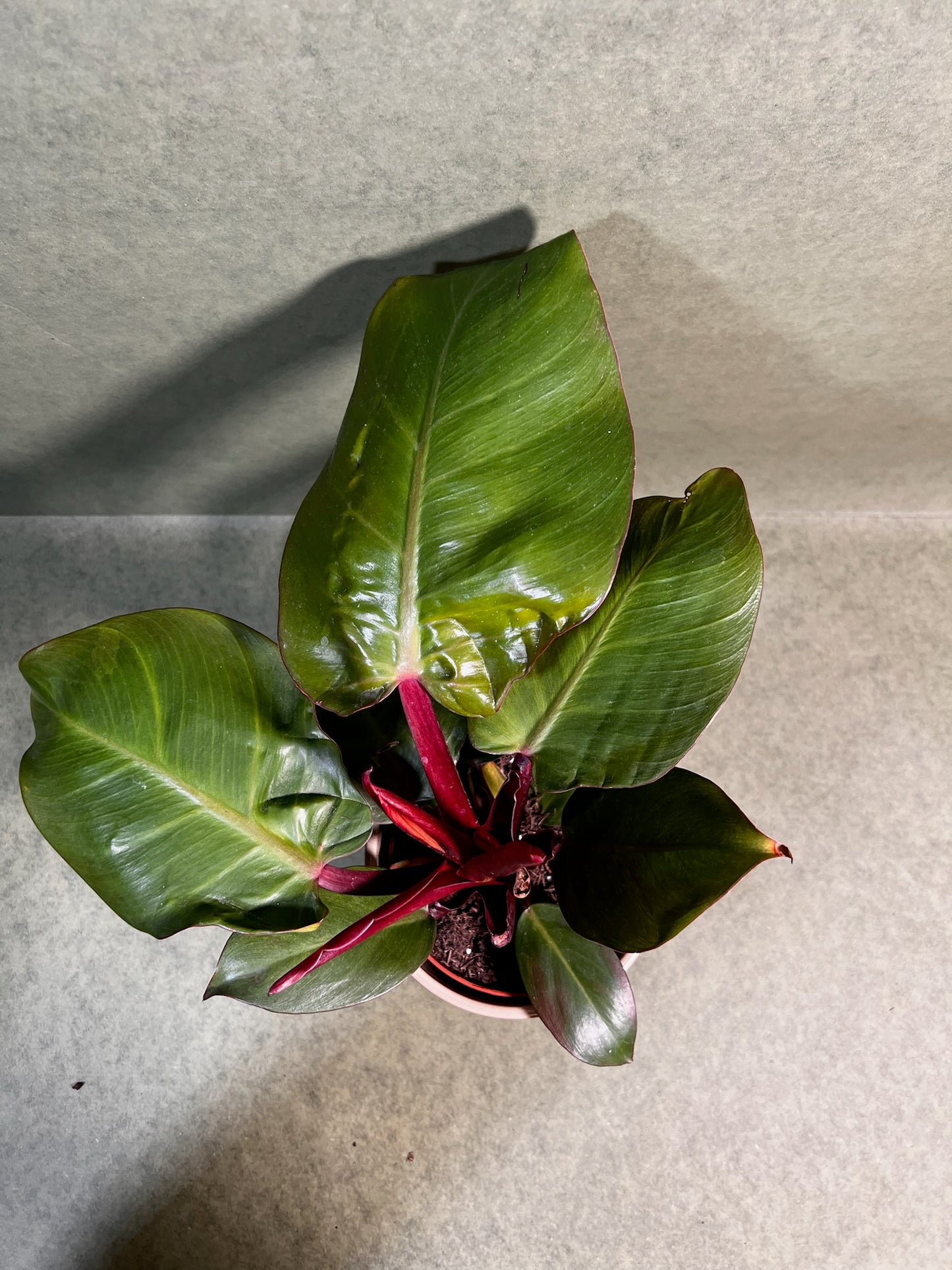Philodendron Sunlight ↕: 27,5cm ø: 12cm