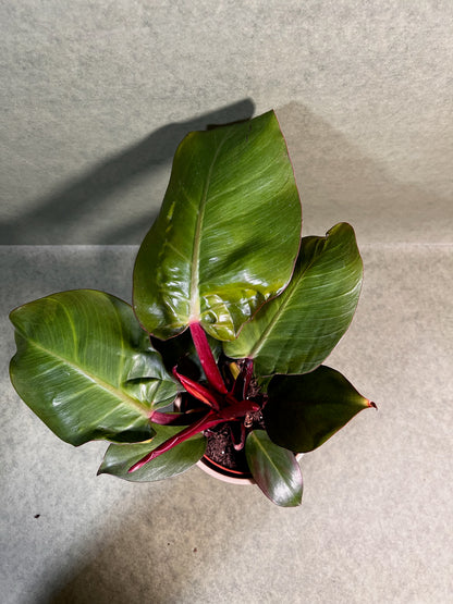 Philodendron Sunlight ↕: 27,5cm ø: 12cm