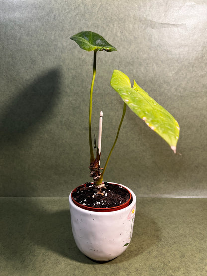 Anthurium Nigrolaminum Gigi X Forgetii ↕: 38cm ø: 10,5cm