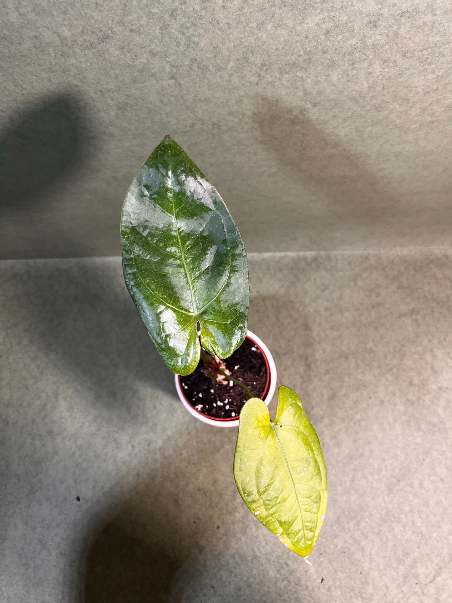 Anthurium Nigrolaminum Gigi X Forgetii ↕: 38cm ø: 10,5cm