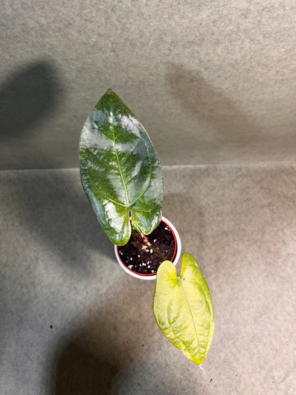 Anthurium Nigrolaminum Gigi X Forgetii ↕: 38cm ø: 10,5cm