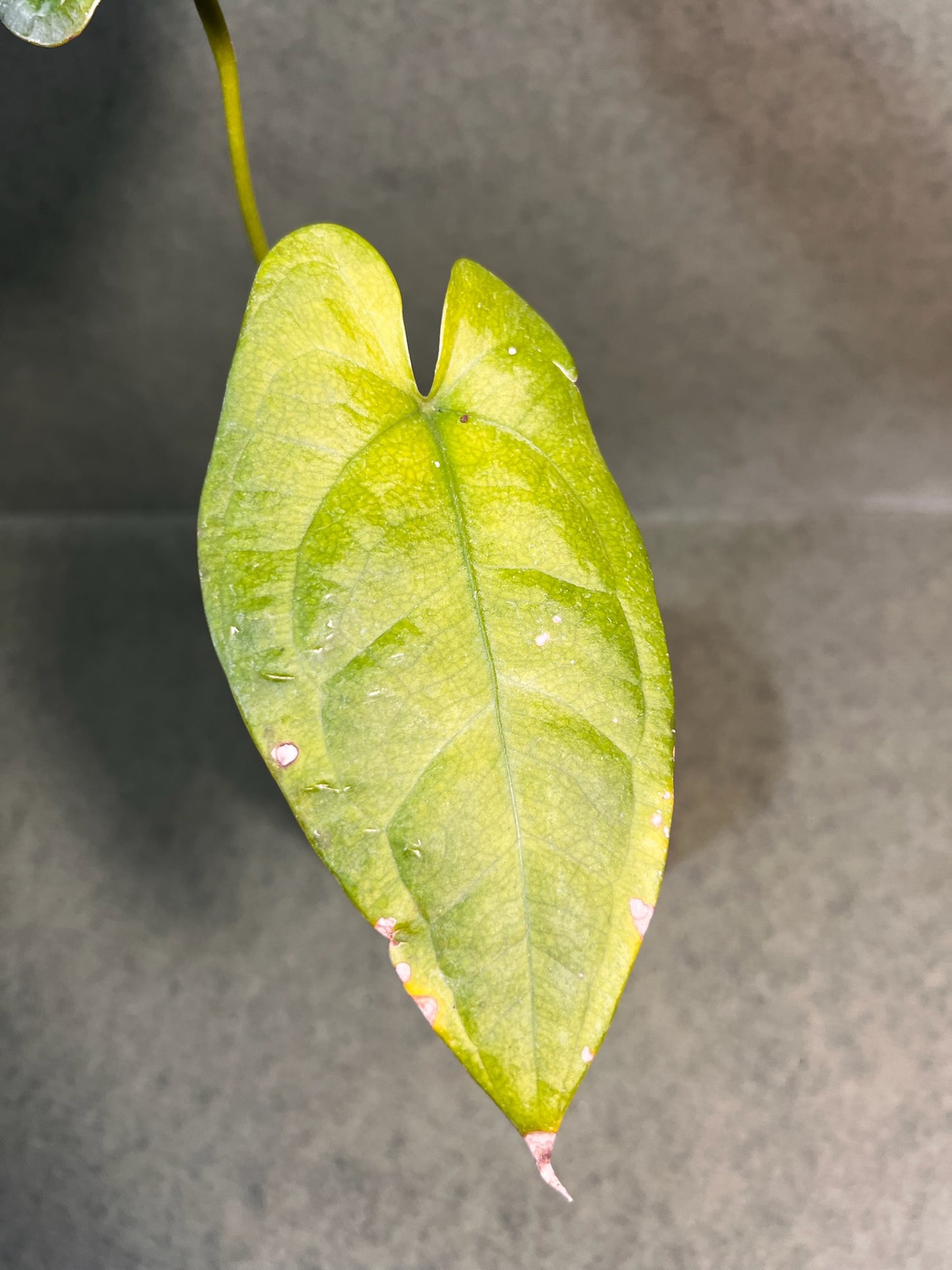 Anthurium Nigrolaminum Gigi X Forgetii ↕: 38cm ø: 10,5cm