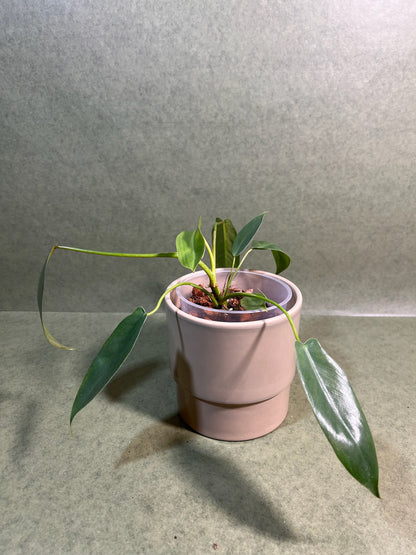 Philodendron Spiritus Sancti ↕: 25cm ø: 12cm