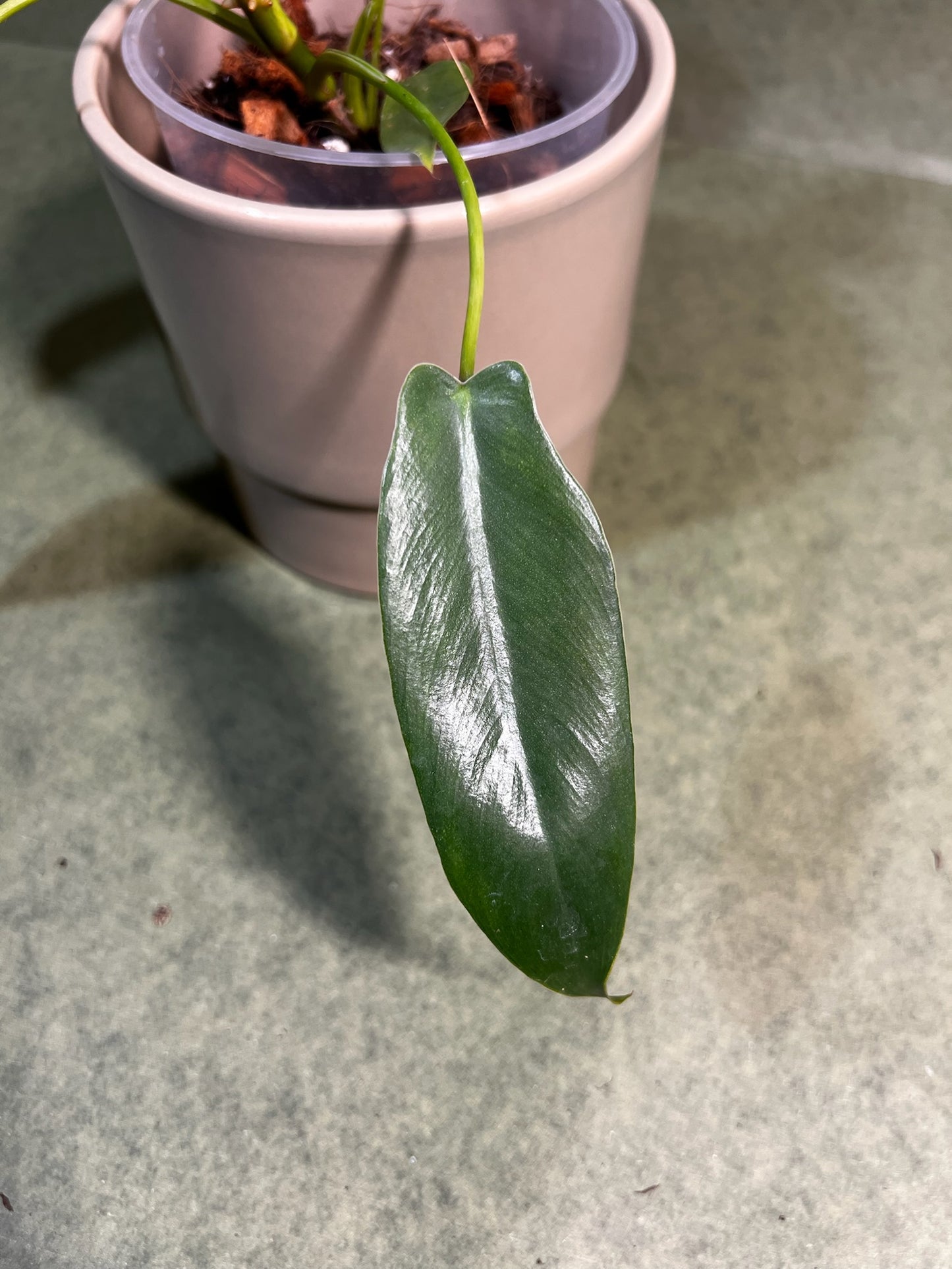 Philodendron Spiritus Sancti ↕: 25cm ø: 12cm