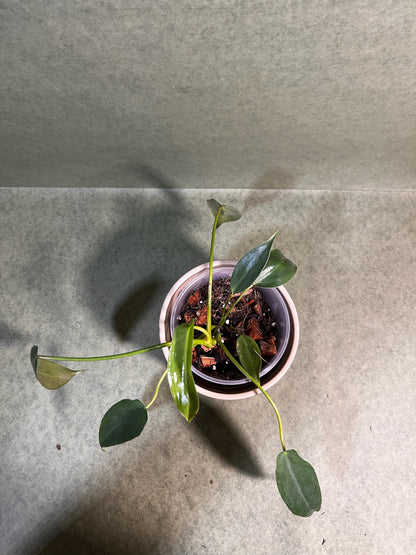 Philodendron Spiritus Sancti ↕: 25cm ø: 12cm