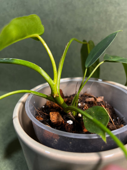 Philodendron Spiritus Sancti ↕: 25cm ø: 12cm