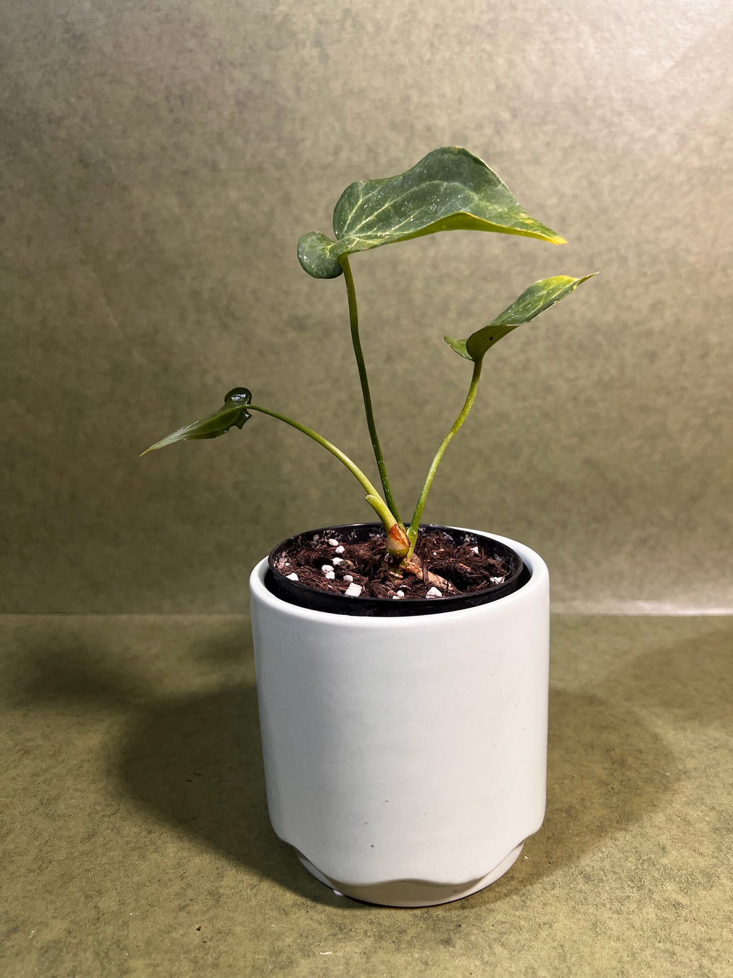Anthurium Delta ↕: 19,5cm ø: 9,5cm