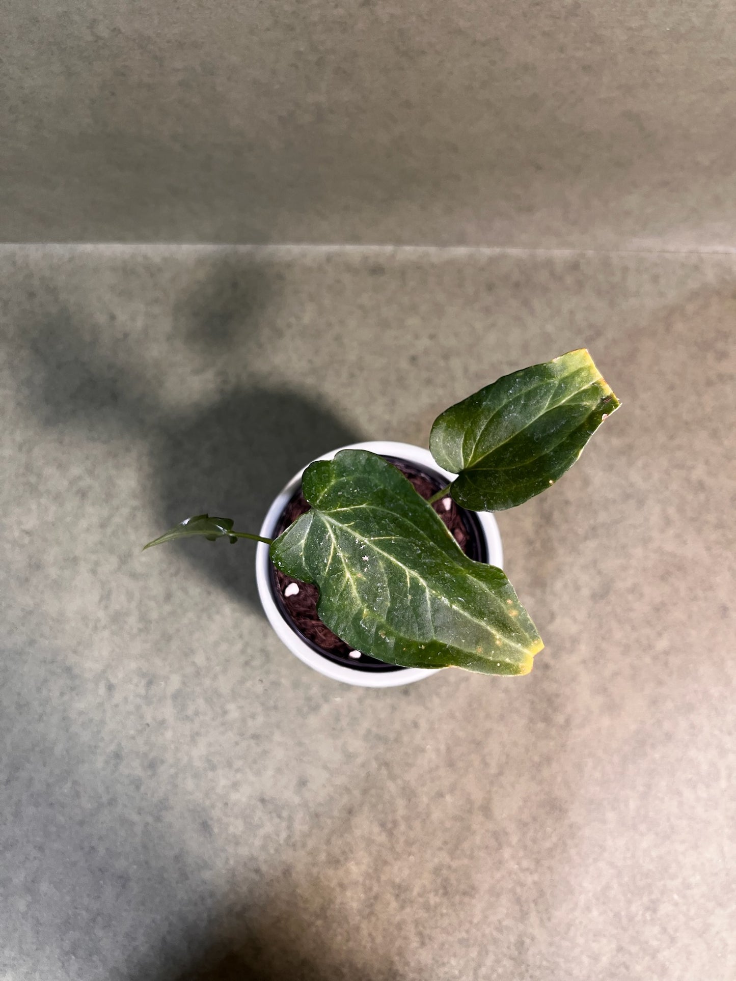 Anthurium Delta ↕: 19,5cm ø: 9,5cm