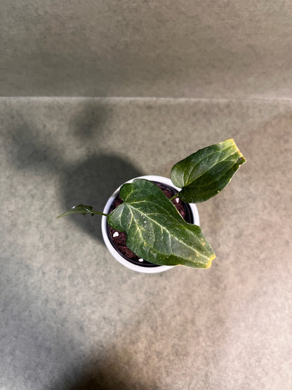 Anthurium Delta ↕: 19,5cm ø: 9,5cm