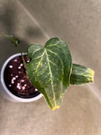 Anthurium Delta ↕: 19,5cm ø: 9,5cm