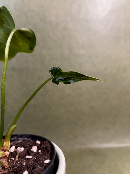 Anthurium Delta ↕: 19,5cm ø: 9,5cm