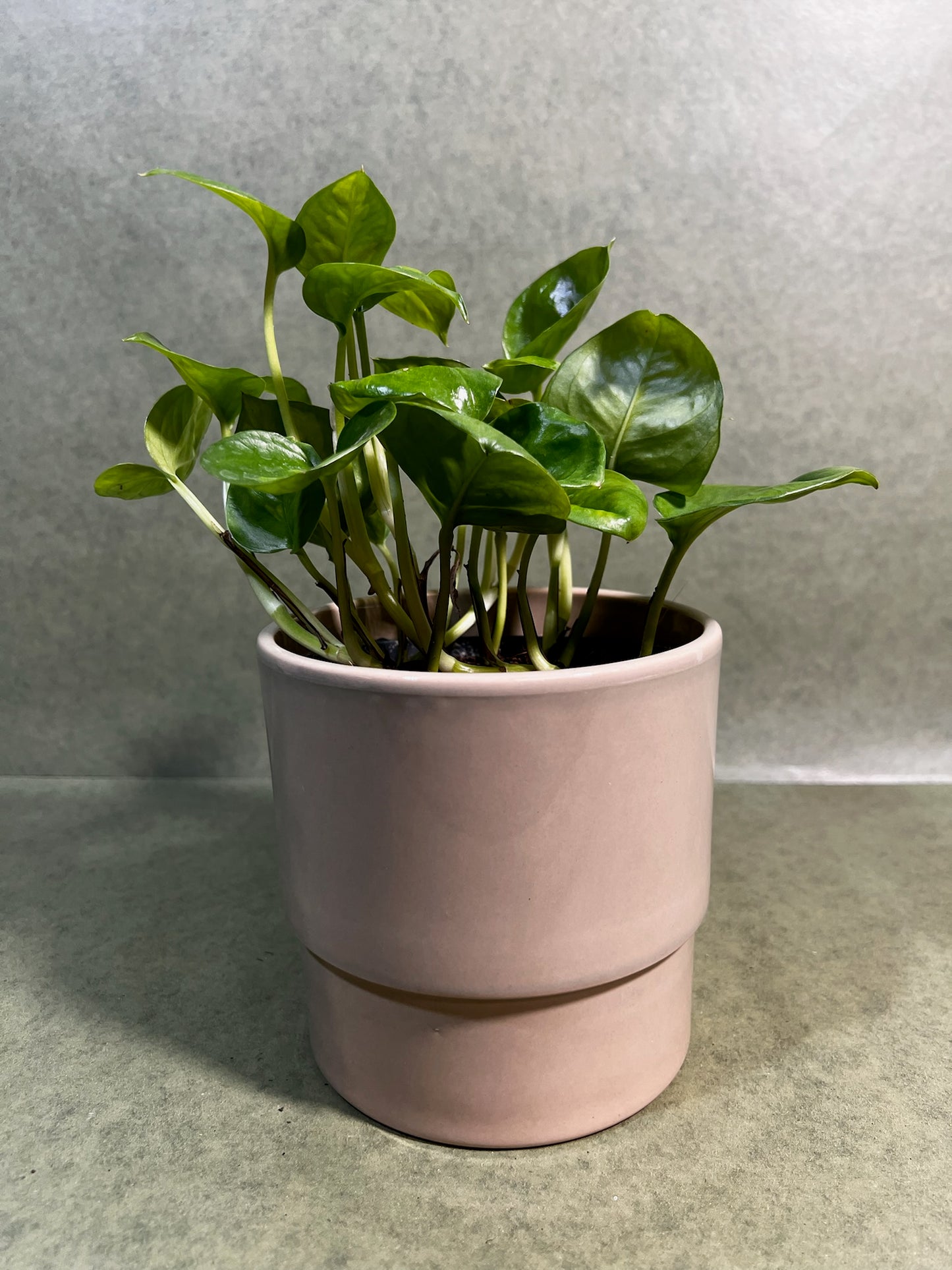 Epipremnum Global Green ↕: 20cm ø: 12cm