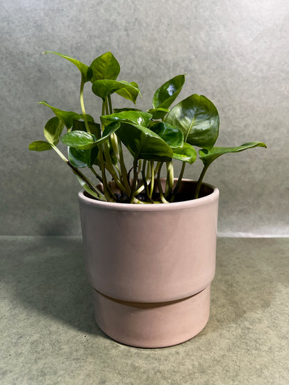 Epipremnum Global Green ↕: 20cm ø: 12cm