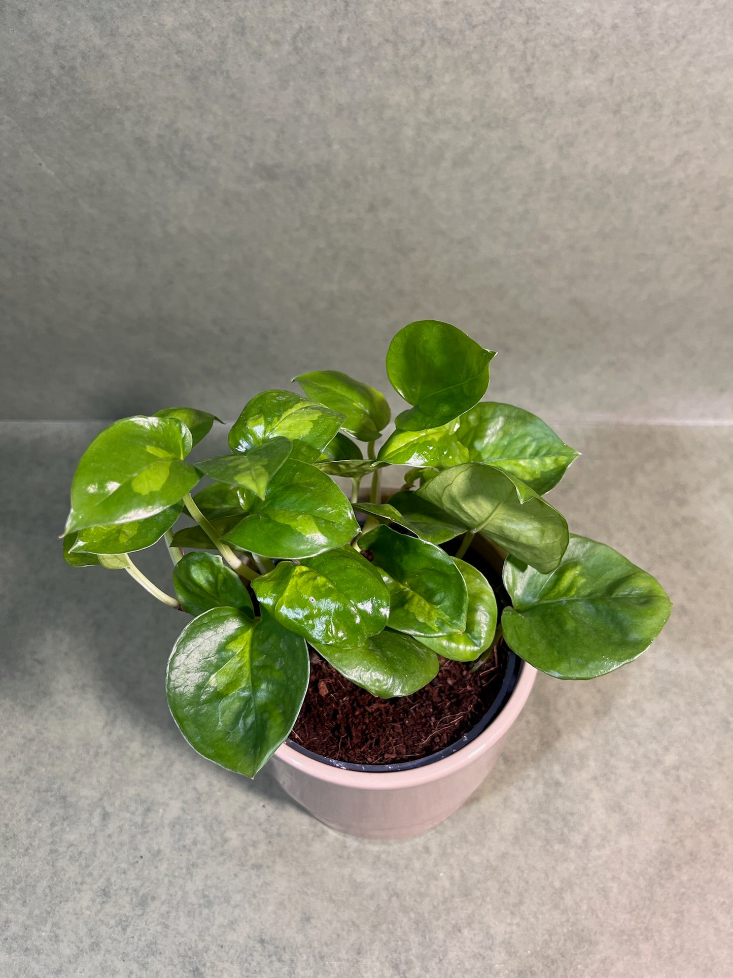 Epipremnum Global Green ↕: 20cm ø: 12cm