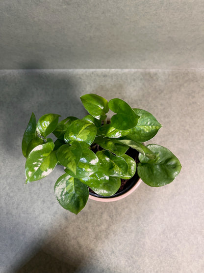 Epipremnum Global Green ↕: 20cm ø: 12cm
