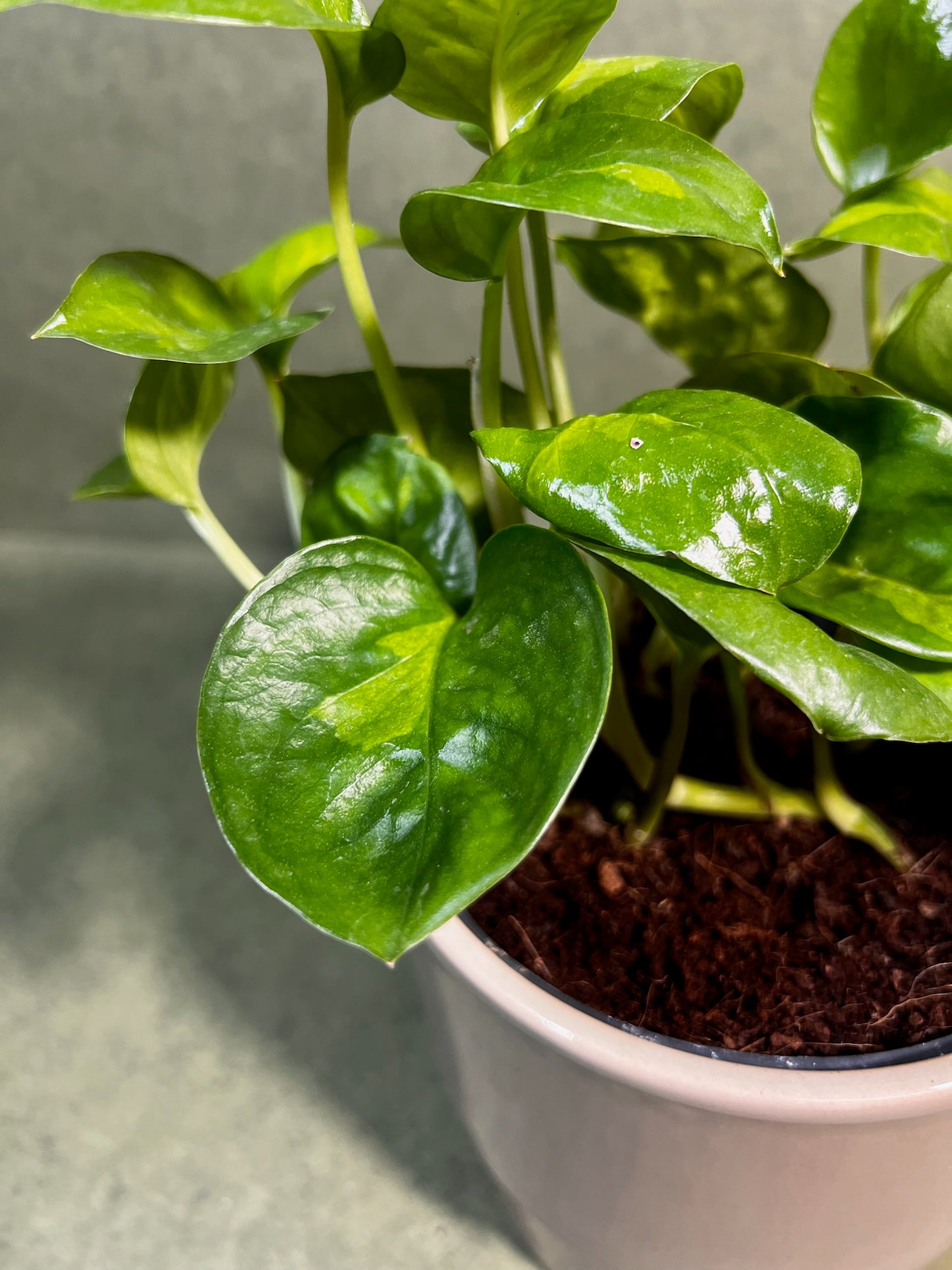Epipremnum Global Green ↕: 20cm ø: 12cm