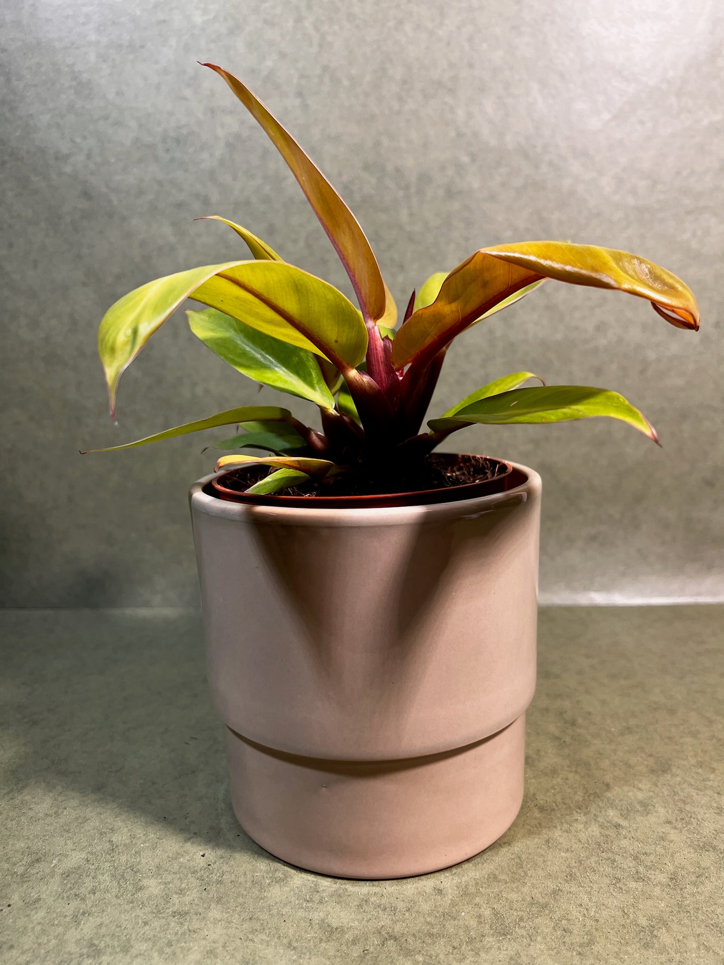 Philodendron Prince of Orange i ↕: 28cm ø: 12cm