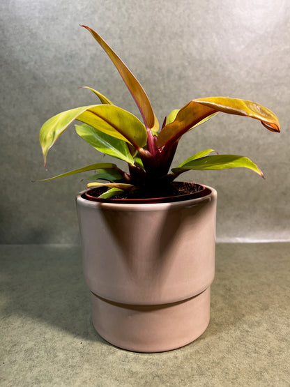 Philodendron Prince of Orange i ↕: 28cm ø: 12cm