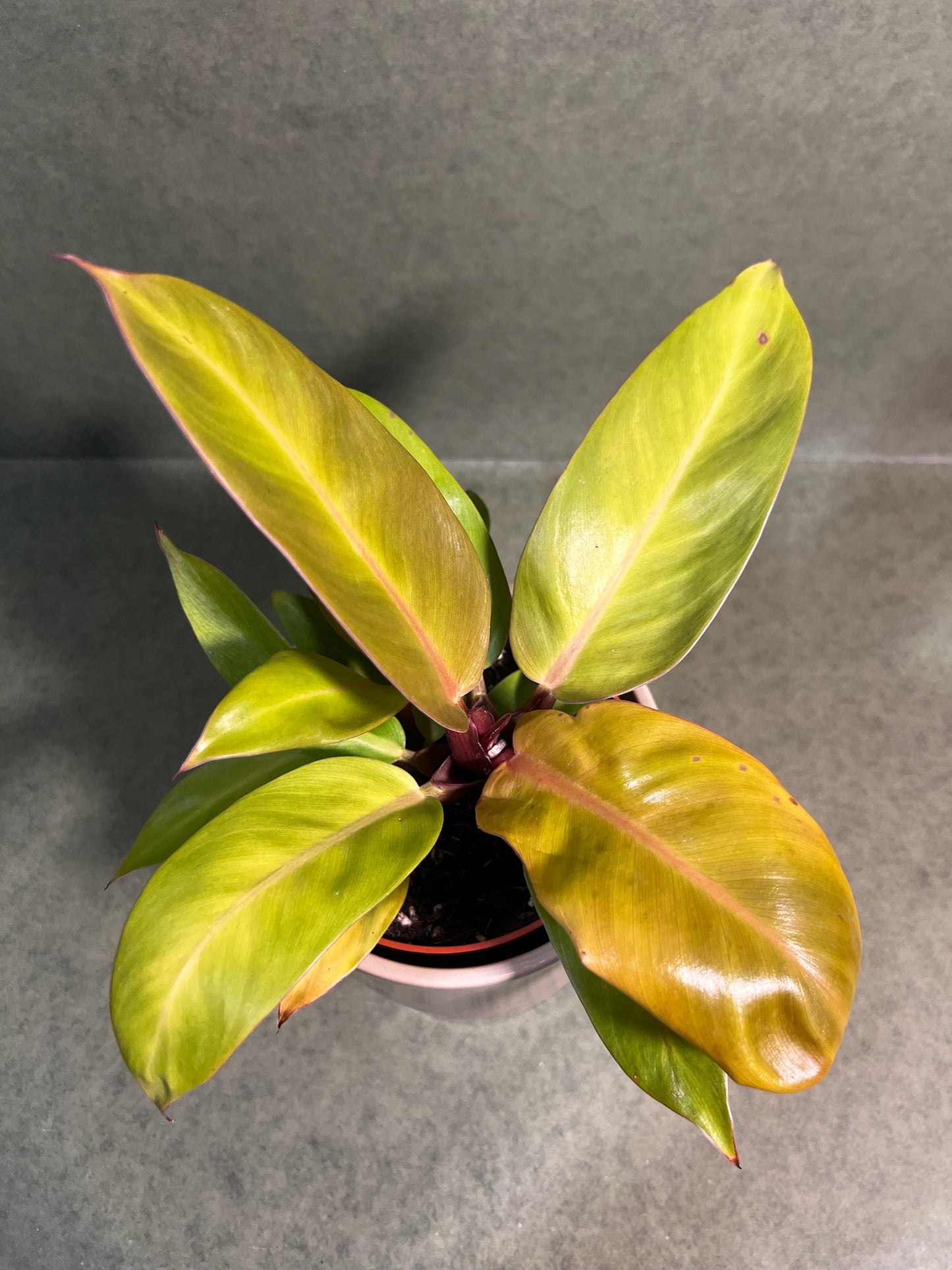 Philodendron Prince of Orange i ↕: 28cm ø: 12cm