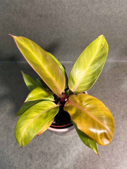 Philodendron Prince of Orange i ↕: 28cm ø: 12cm