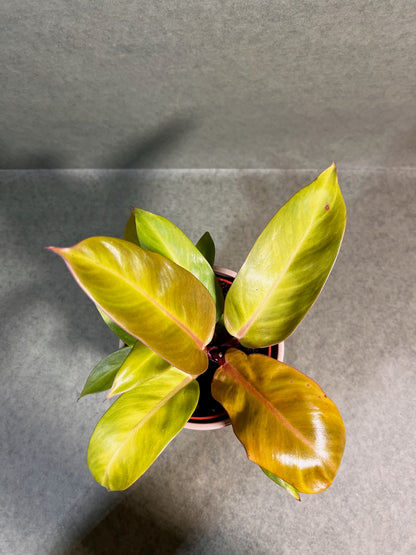 Philodendron Prince of Orange i ↕: 28cm ø: 12cm