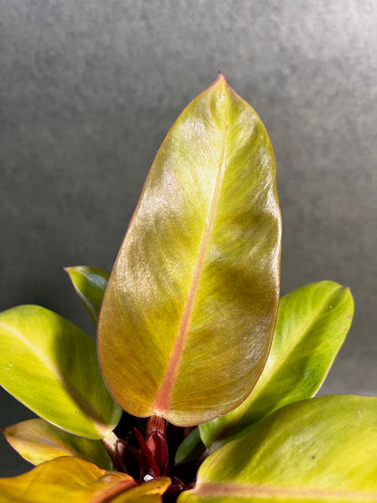 Philodendron Prince of Orange i ↕: 28cm ø: 12cm