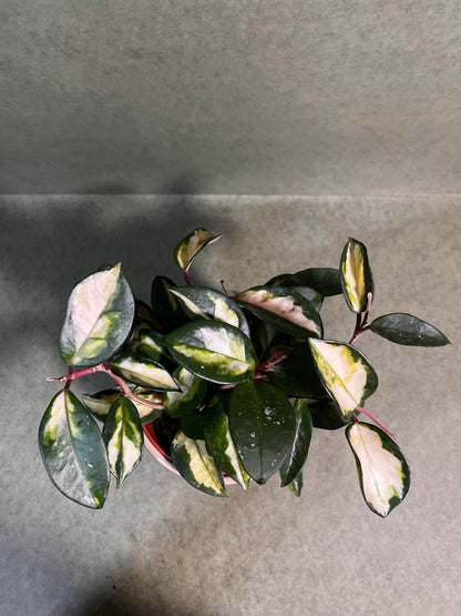 Hoya Carnosa Tricolor ↕: 20cm ø: 12cm