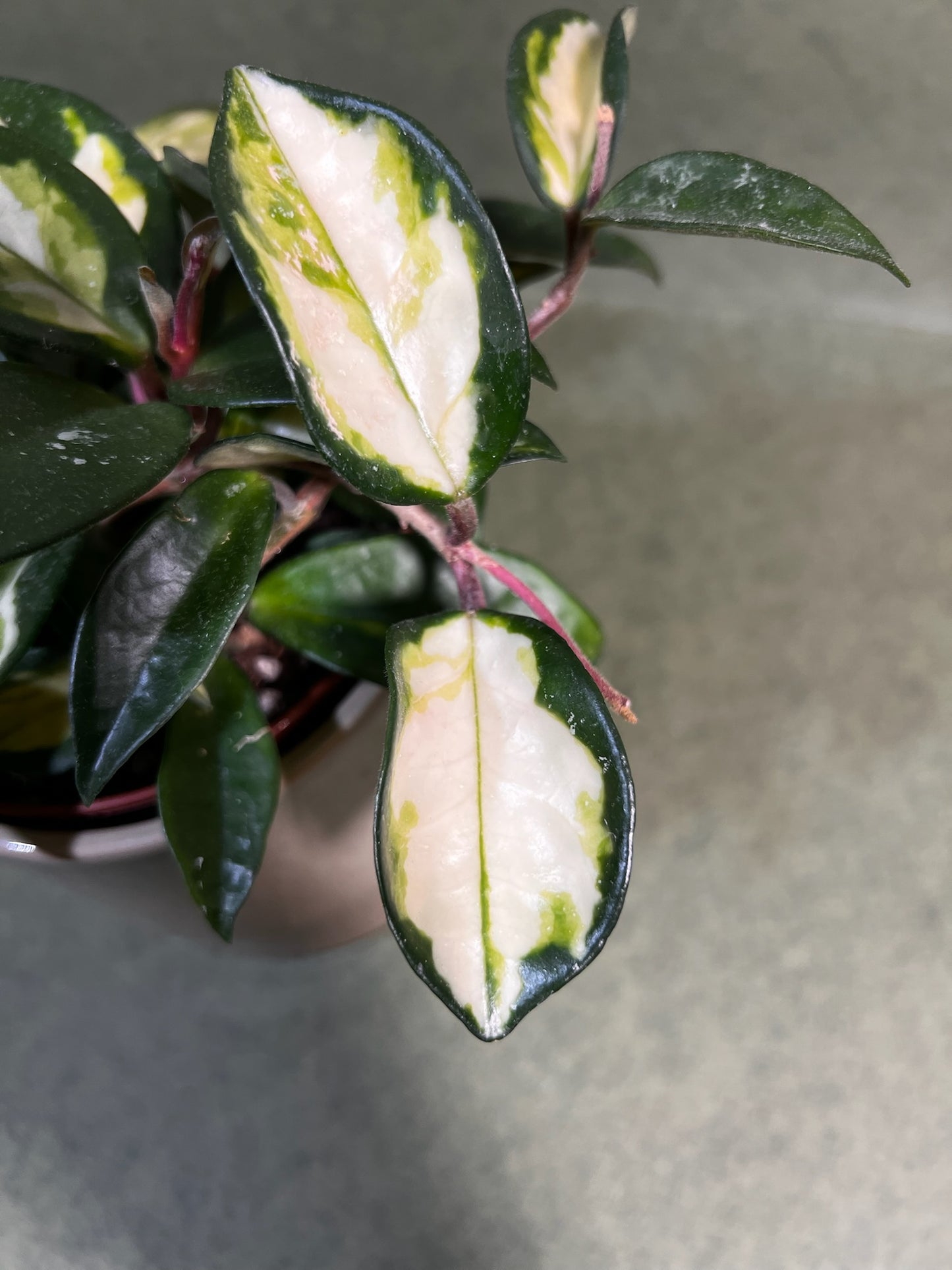 Hoya Carnosa Tricolor ↕: 20cm ø: 12cm