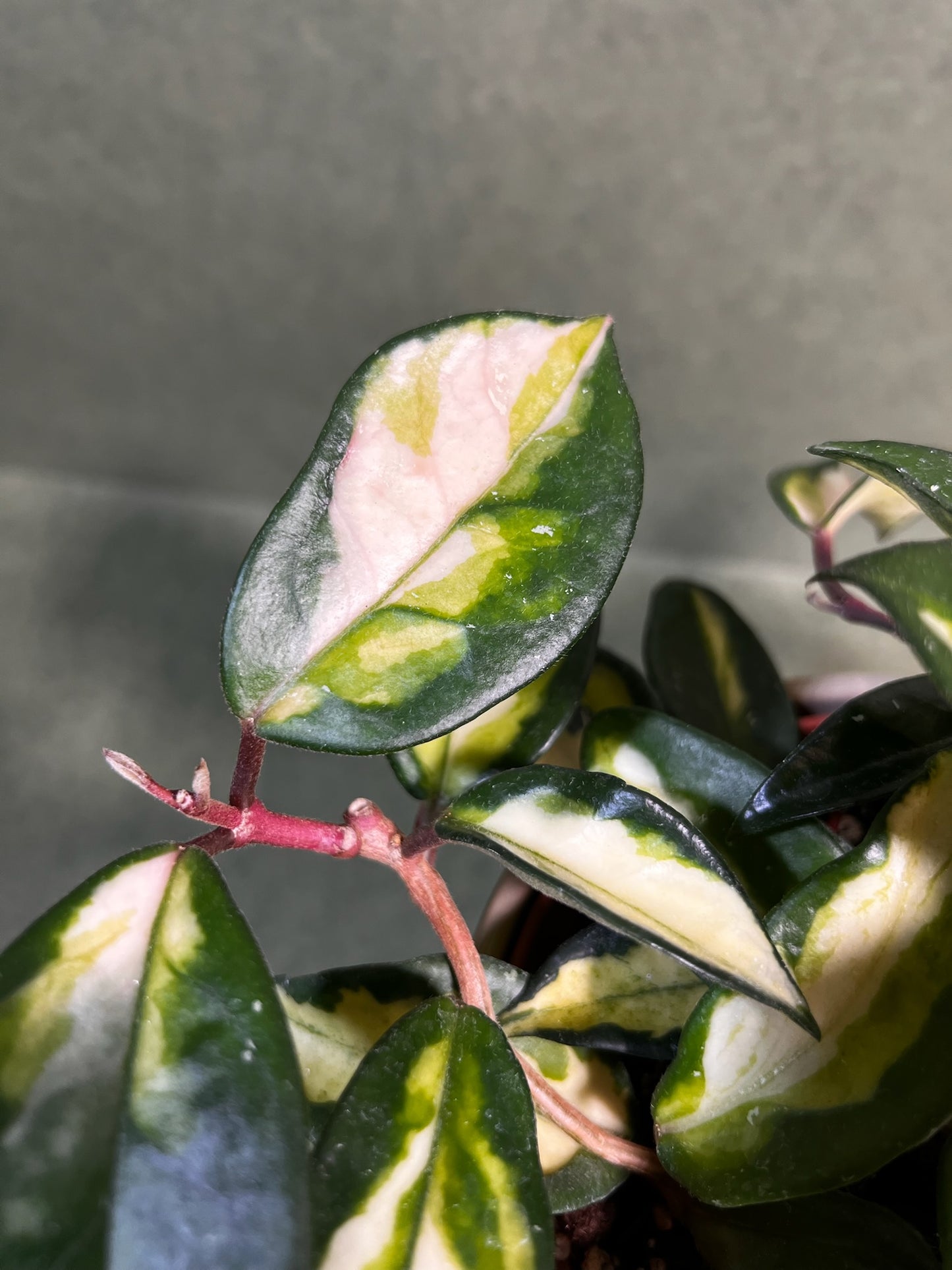 Hoya Carnosa Tricolor ↕: 20cm ø: 12cm