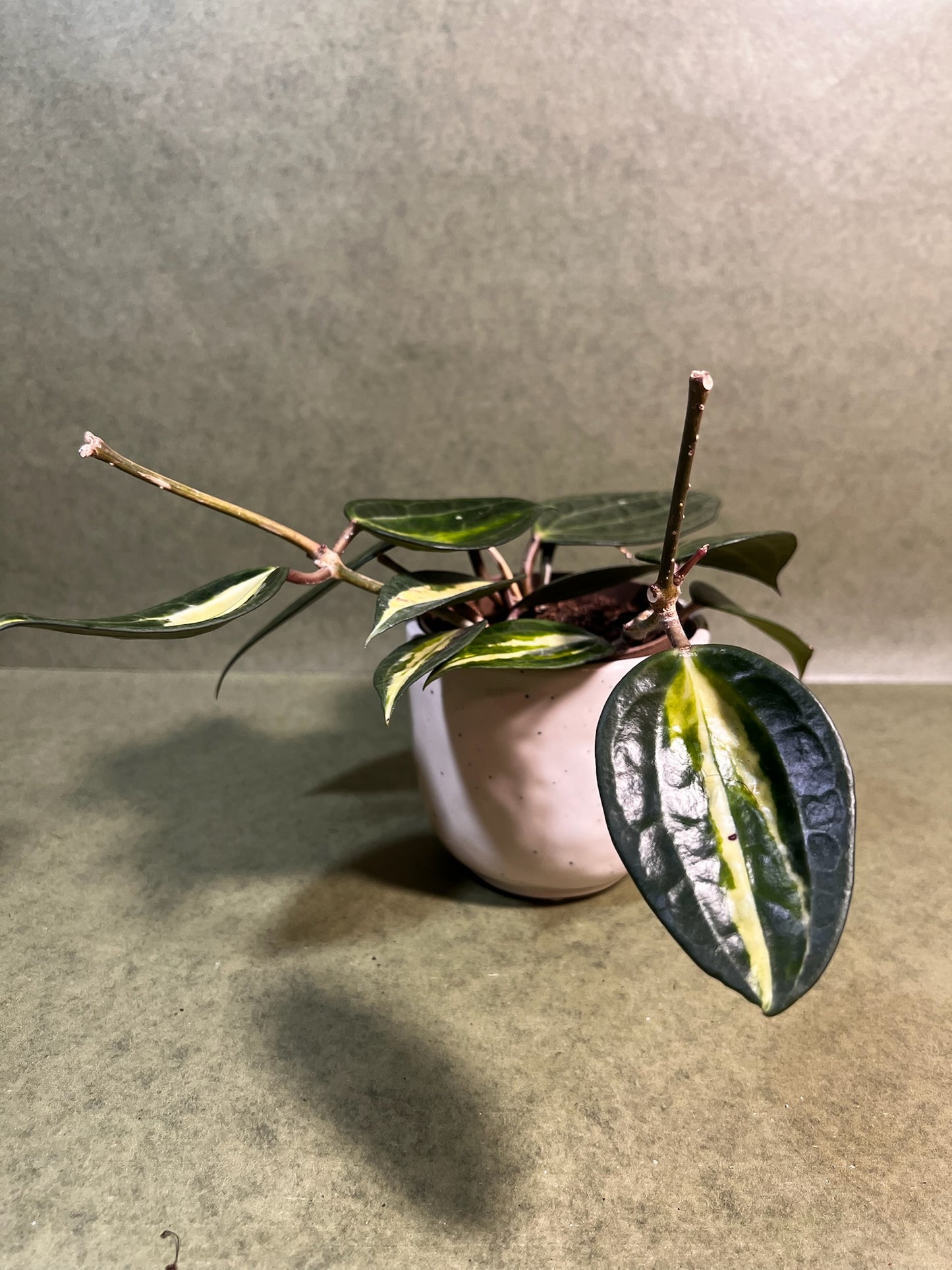 Hoya Pot of Gold ↕: 23cm ø: 11cm