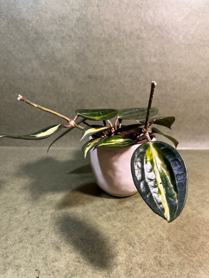Hoya Pot of Gold ↕: 23cm ø: 11cm