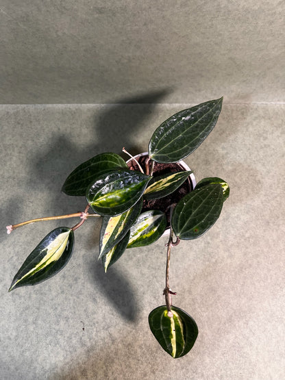 Hoya Pot of Gold ↕: 23cm ø: 11cm