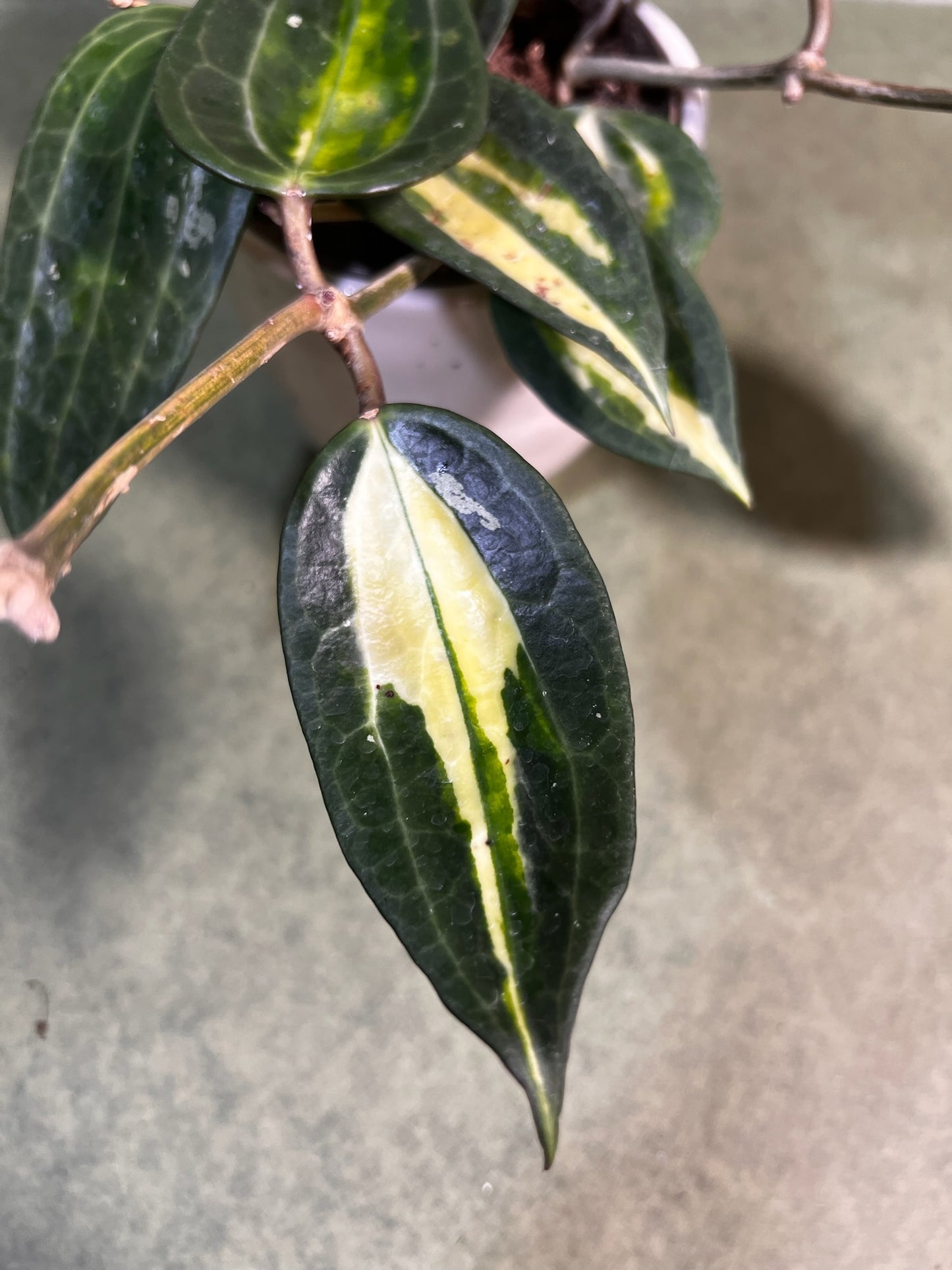 Hoya Pot of Gold ↕: 23cm ø: 11cm