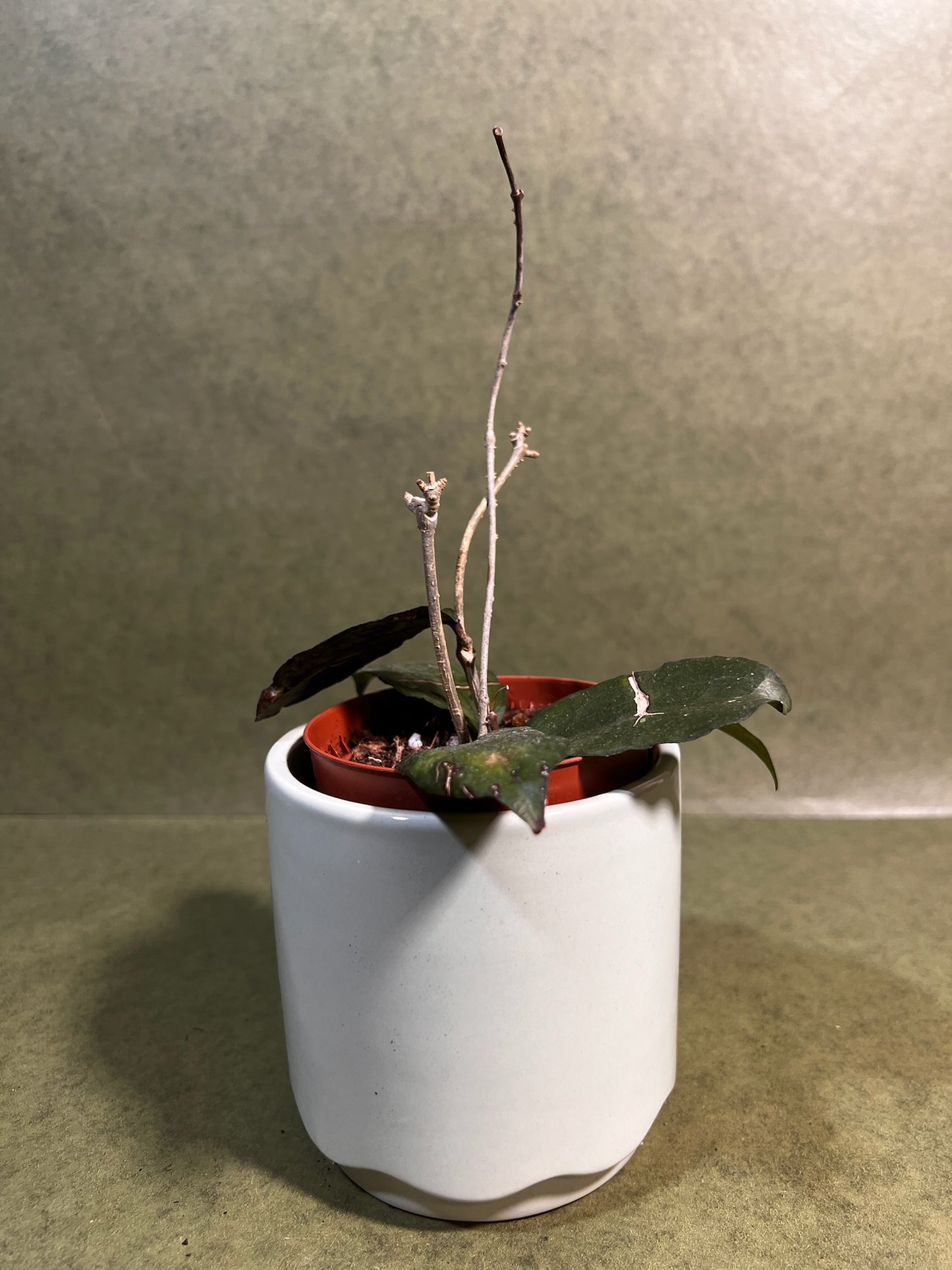 Hoya Erythrina ↕: 15cm ø: 9cm