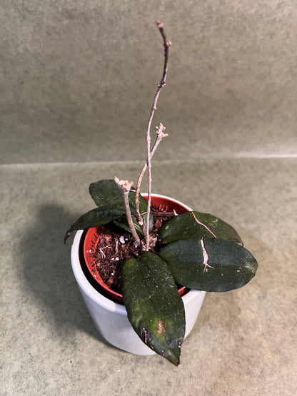 Hoya Erythrina ↕: 15cm ø: 9cm