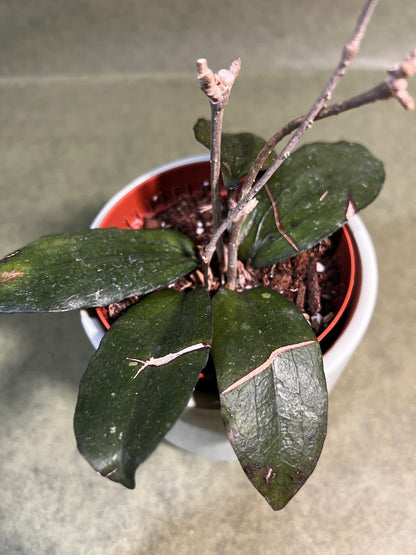 Hoya Erythrina ↕: 15cm ø: 9cm