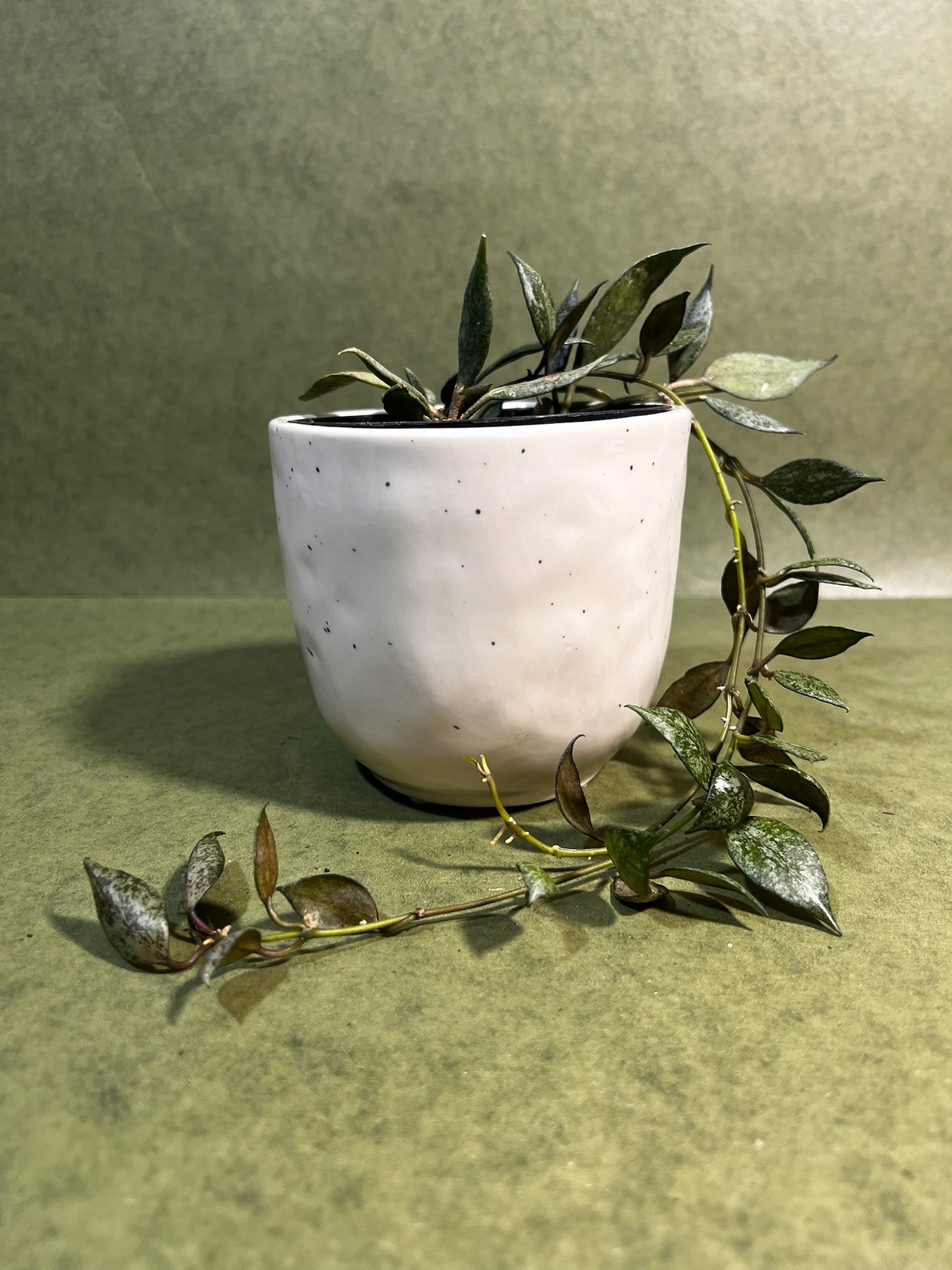 Hoya Lacunosa Autumn Blush ↕: 34cm ø: 10,5cm