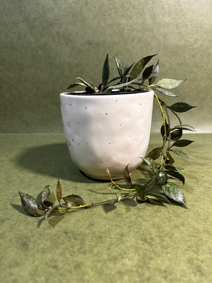 Hoya Lacunosa Autumn Blush ↕: 34cm ø: 10,5cm