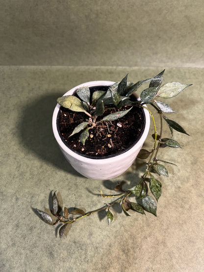 Hoya Lacunosa Autumn Blush ↕: 34cm ø: 10,5cm