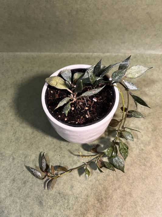 Hoya Lacunosa Autumn Blush ↕: 34cm ø: 10,5cm