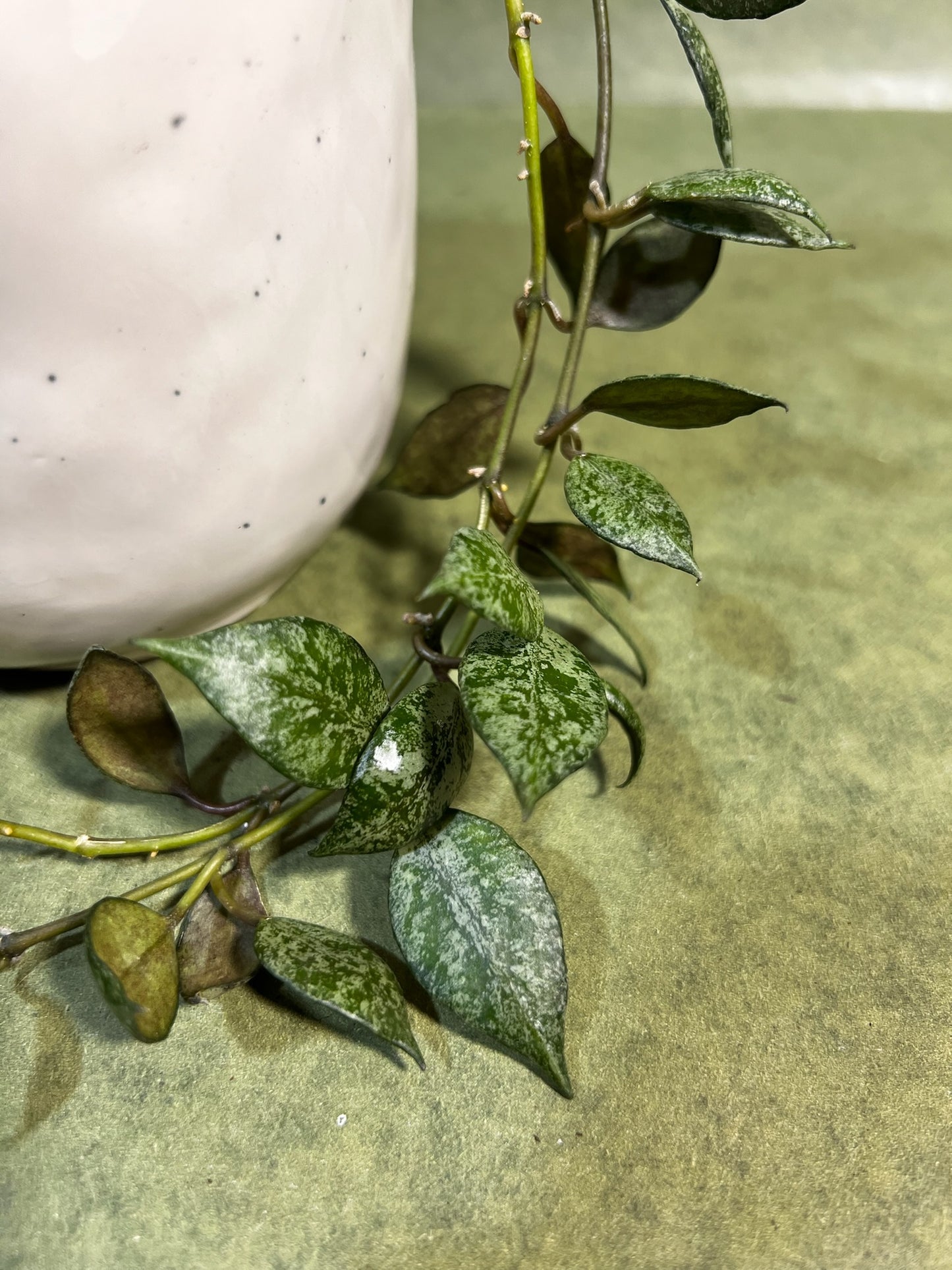 Hoya Lacunosa Autumn Blush ↕: 34cm ø: 10,5cm