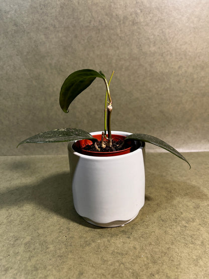 Hoya Rimba Perak ↕: 16cm ø: 8cm