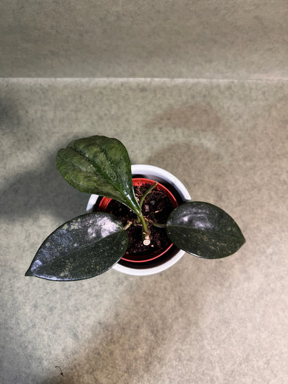 Hoya Rimba Perak ↕: 16cm ø: 8cm