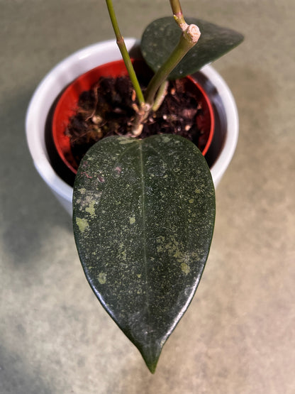 Hoya Rimba Perak ↕: 16cm ø: 8cm