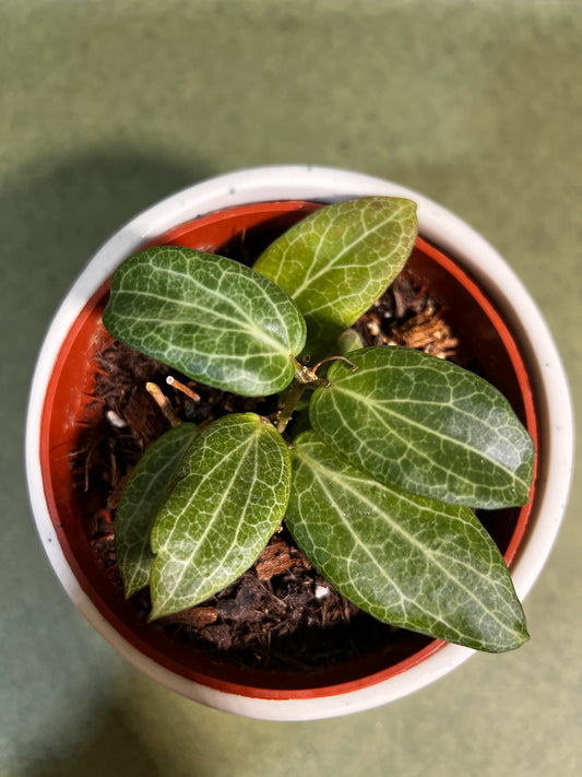 Hoya Fitchii ↕: 12cm ø: 10,5cm