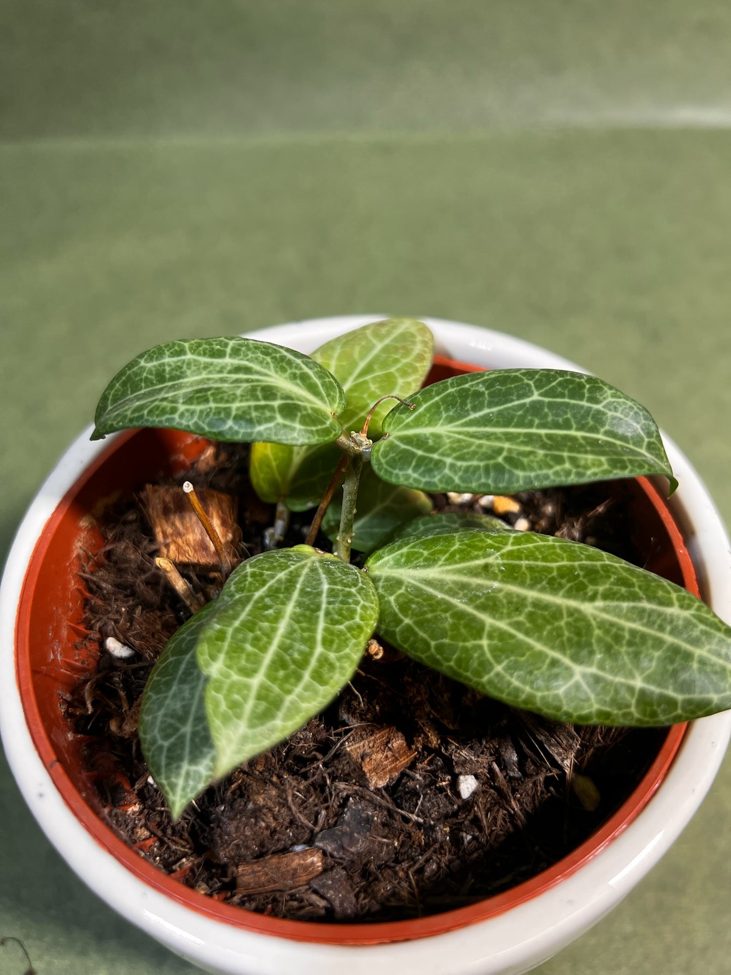 Hoya Fitchii ↕: 12cm ø: 10,5cm