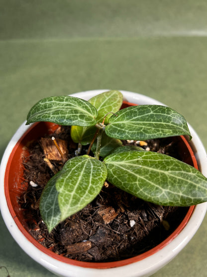 Hoya Fitchii ↕: 12cm ø: 10,5cm