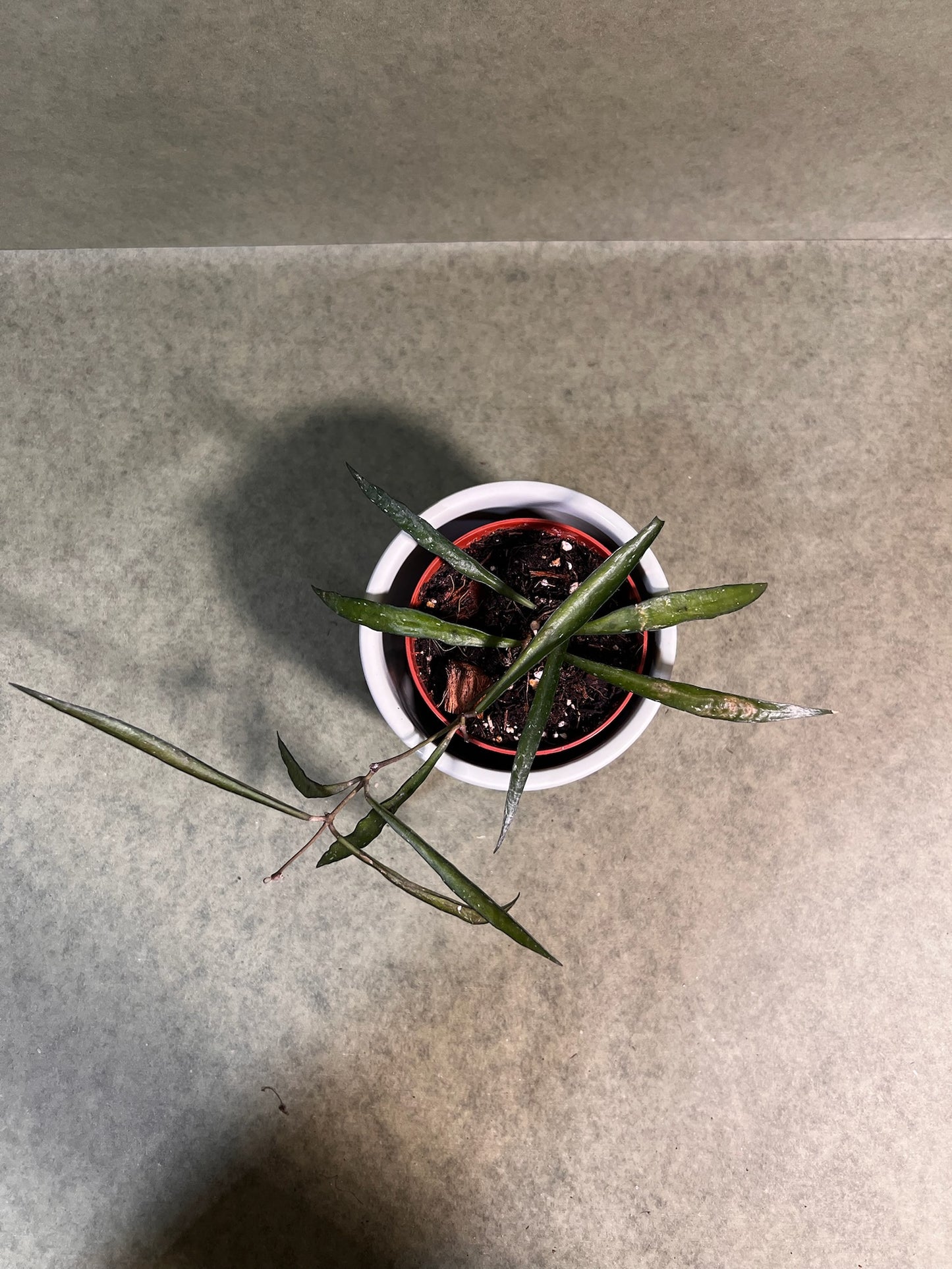 Hoya Mirabilis ↕: 16cm ø: 8cm