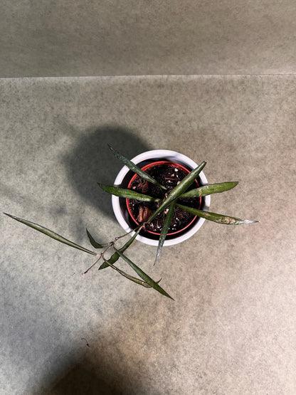 Hoya Mirabilis ↕: 16cm ø: 8cm