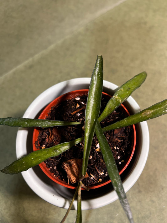 Hoya Mirabilis ↕: 16cm ø: 8cm